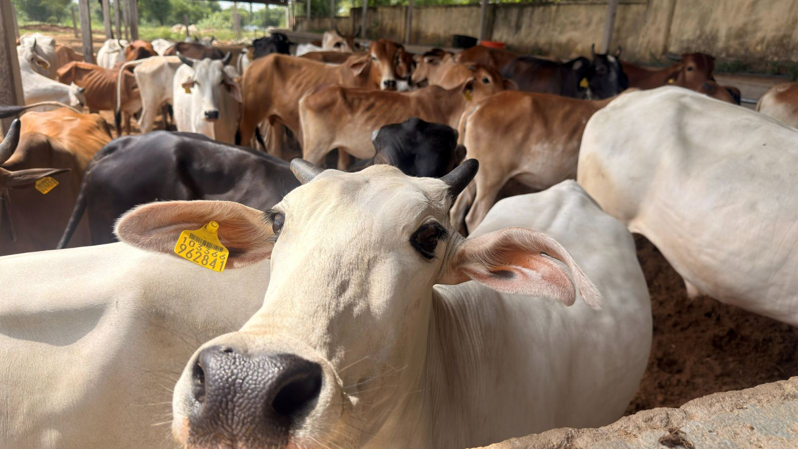 A white cow at the gaushala looking directly at the camera, the herd behind her