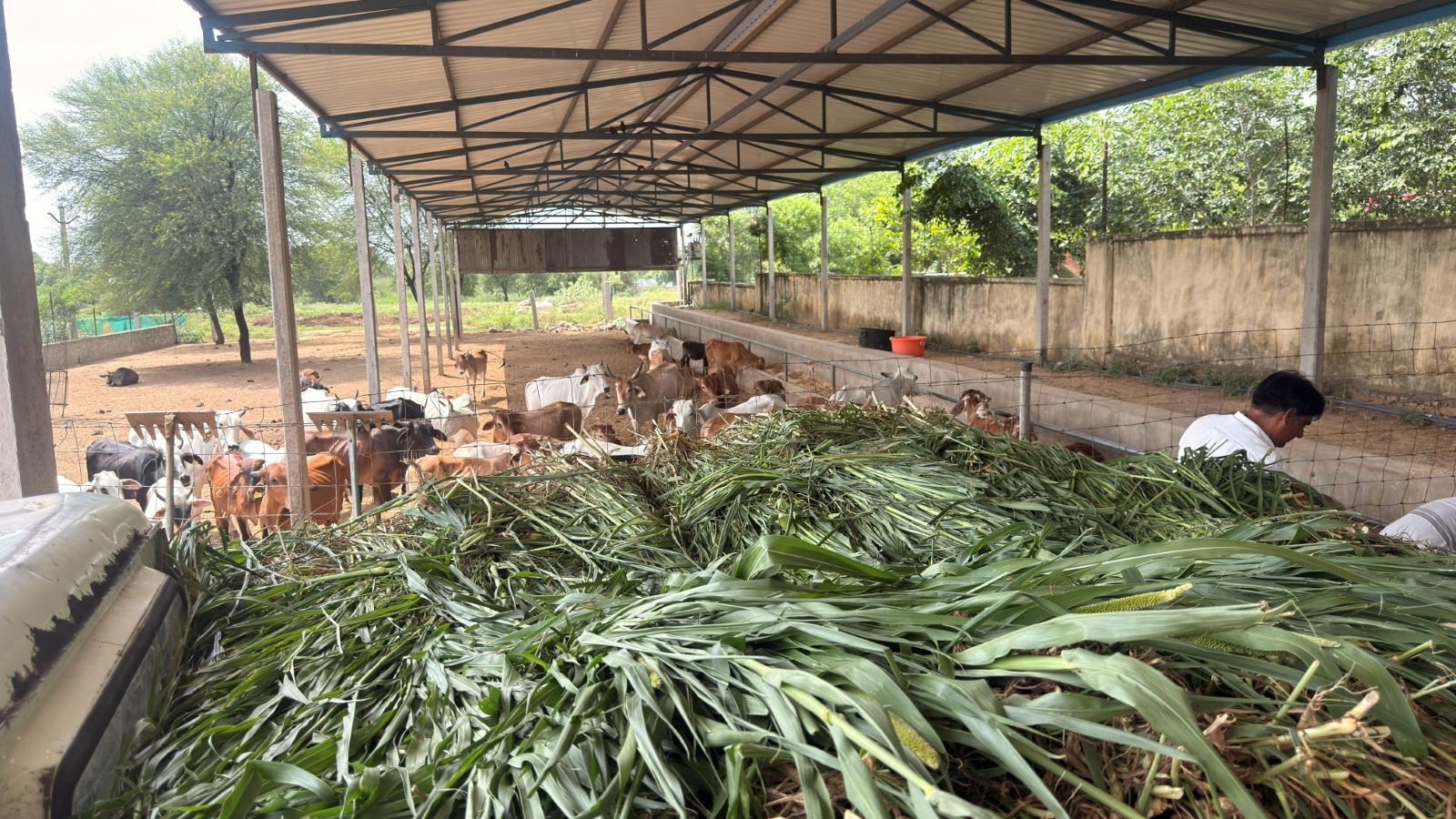 Fresh green fodder laid out along the trough, with the herd waiting behind