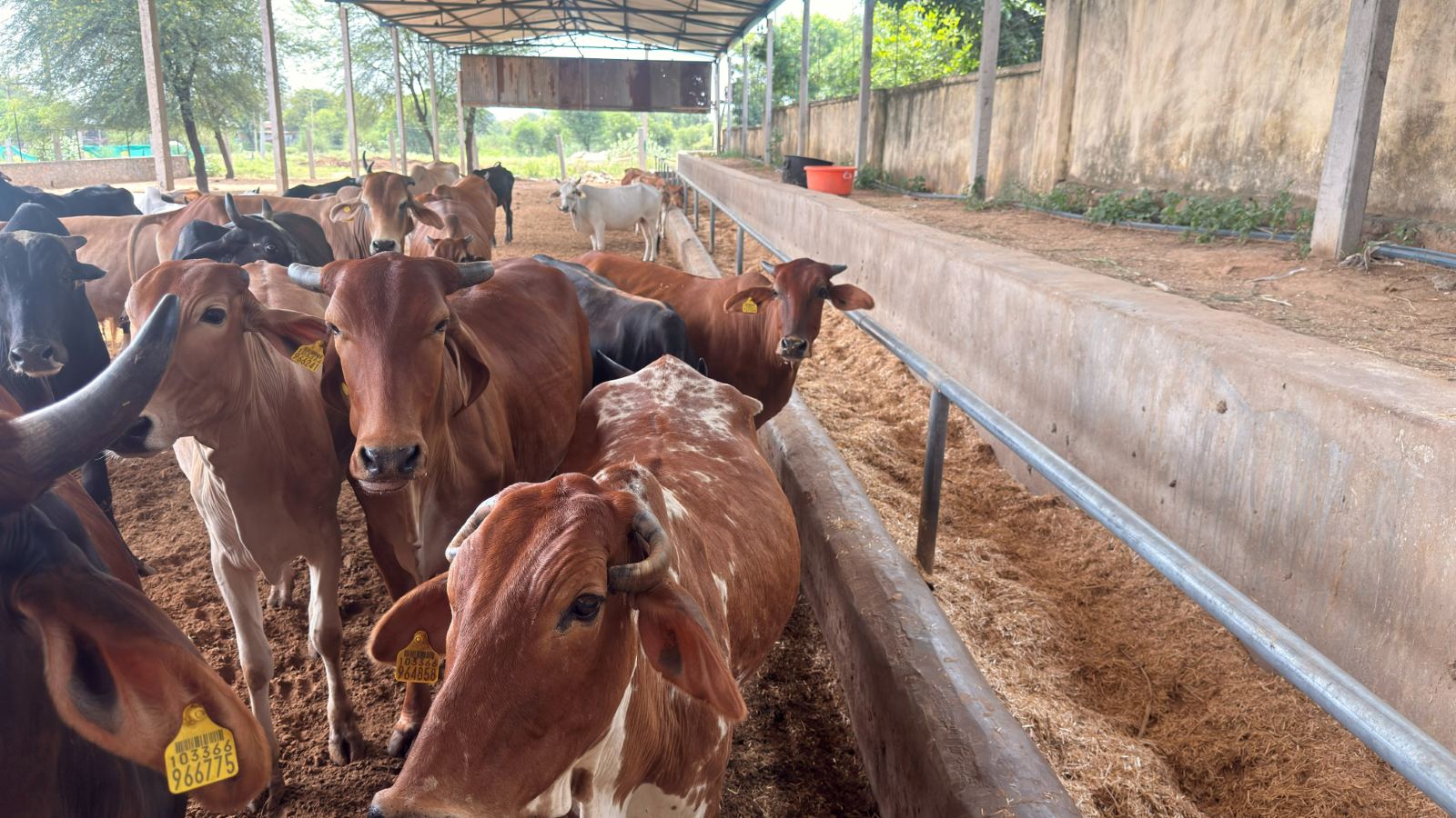 Gir cows gathered along the feeding trough at the gaushala