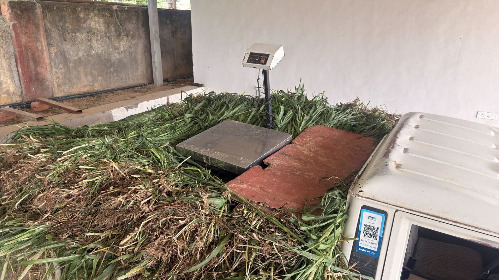 The platform weighing scale at the gaushala, heaped with fresh green fodder